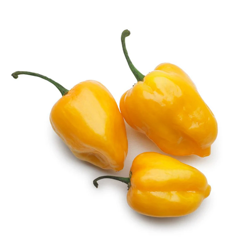 Chile habanero
