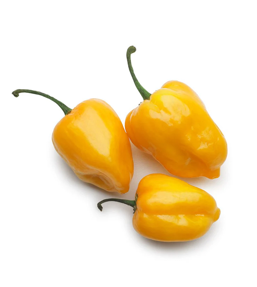 Chile habanero